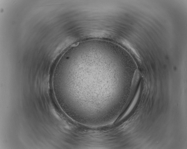 X0000088030486200705182029