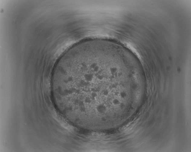 X0000088030487200705182029