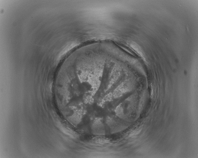 X0000088030491200705182029