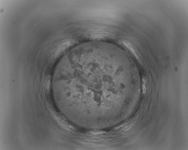 X0000088030495200705182029