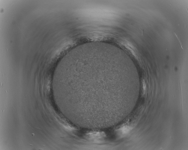 X0000088030499200705182029