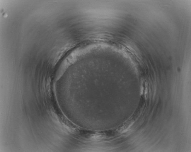 X0000088030504200705182029