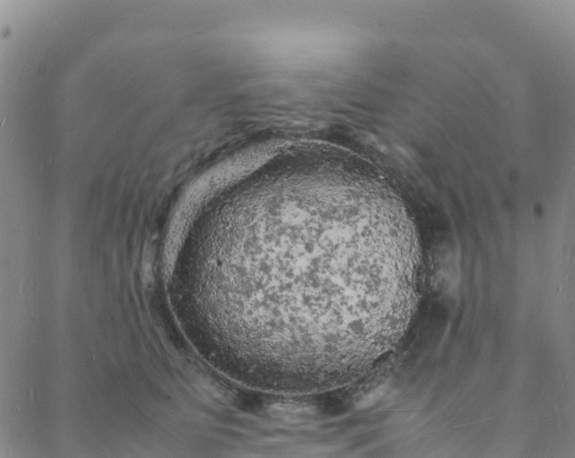 X0000088030515200705182029