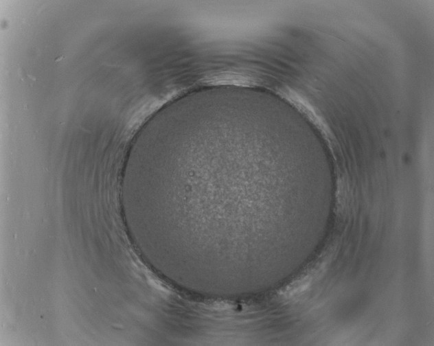 X0000088030529200705182028