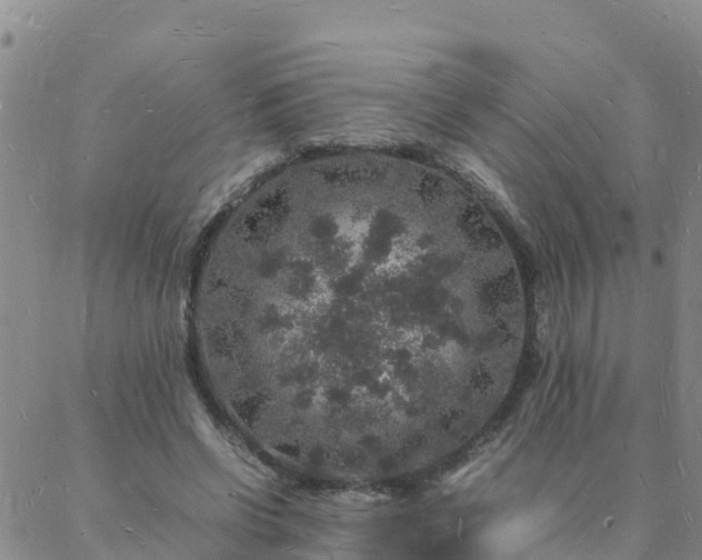 X0000088030542200705182028