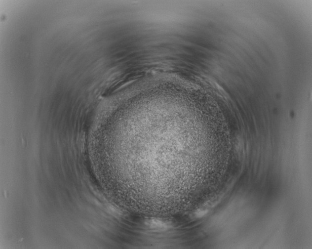 X0000088030565200705182028