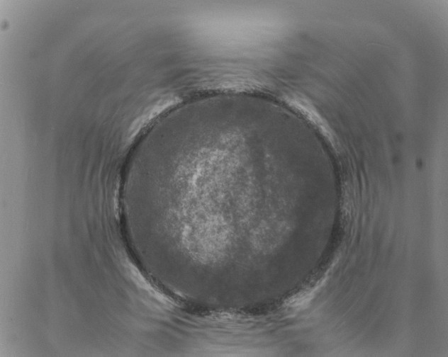 X0000088030585200705182027