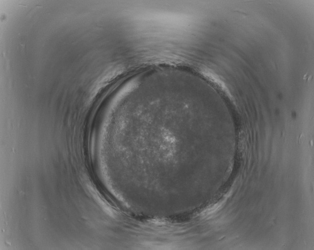 X0000088030589200705182027