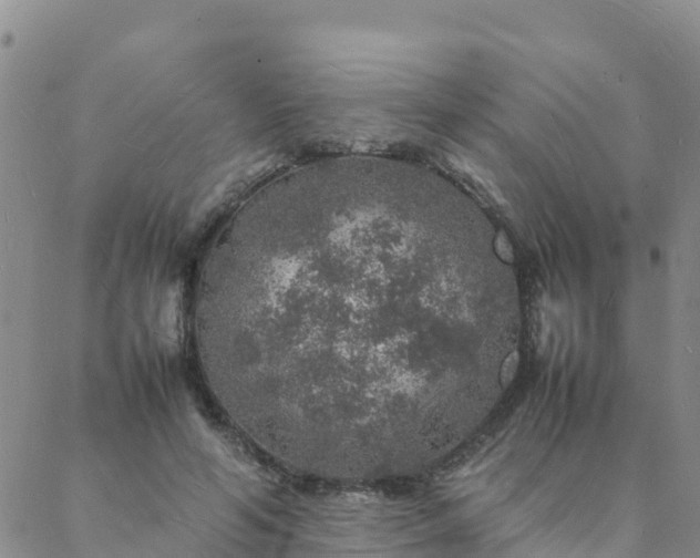 X0000088030594200705182027