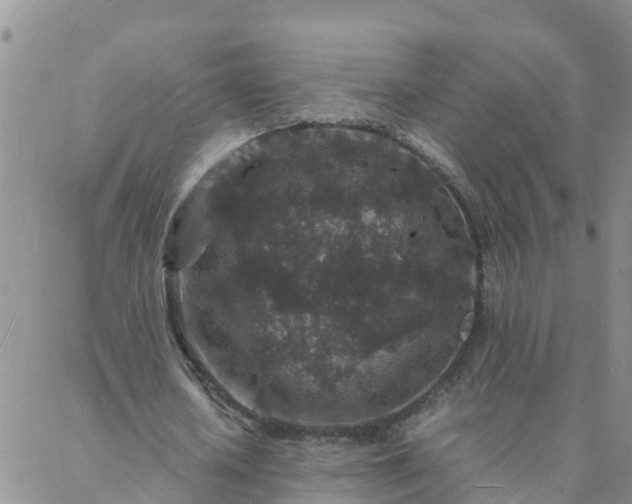 X0000088030626200705182026