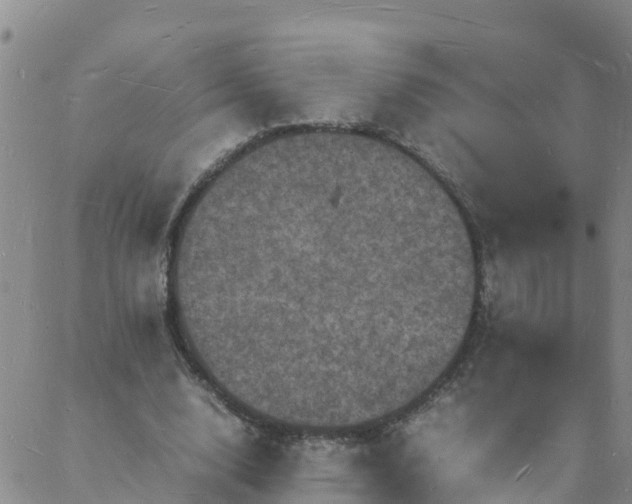 X0000088030632200705182026