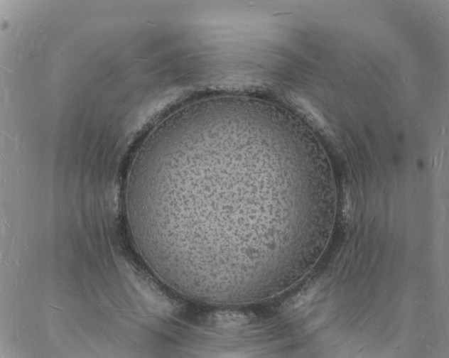 X0000088030636200705182026