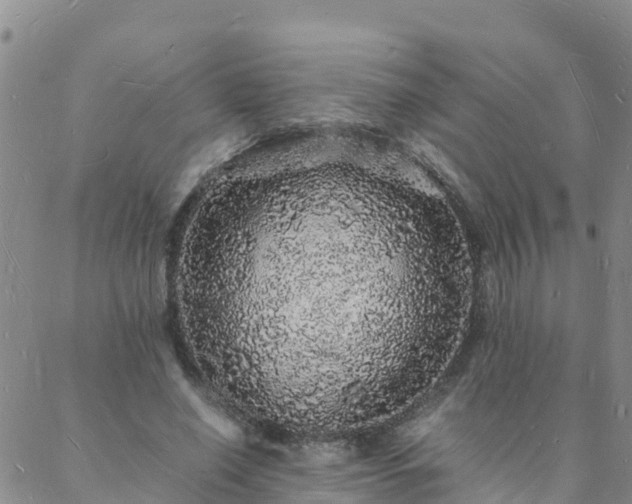 X0000088030638200705182026