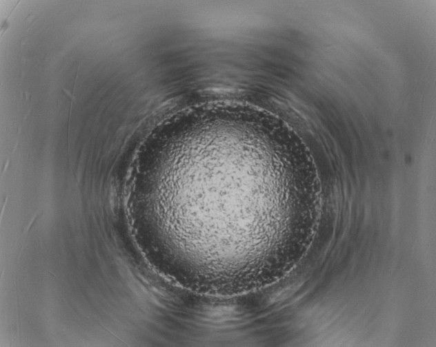 X0000088030651200705182026