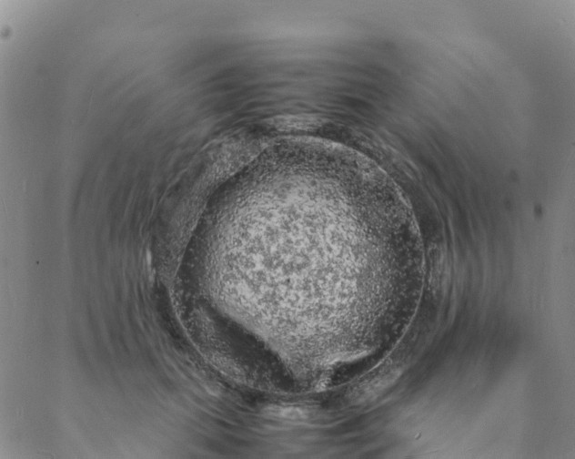 X0000088030655200705182026