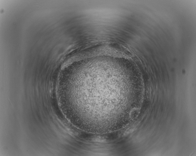 X0000088030656200705182027