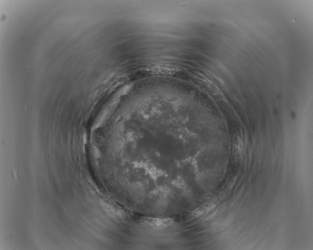 X0000088030663200705182027