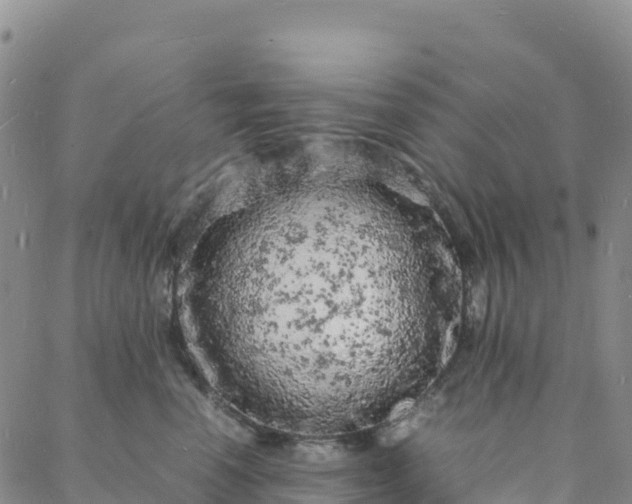 X0000088030666200705182027