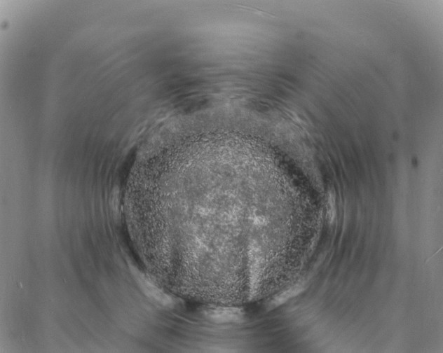 X0000088030670200705182027