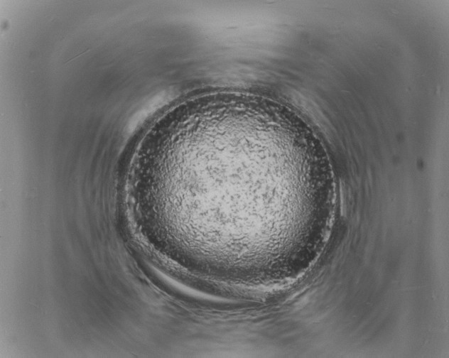 X0000088030675200705182026