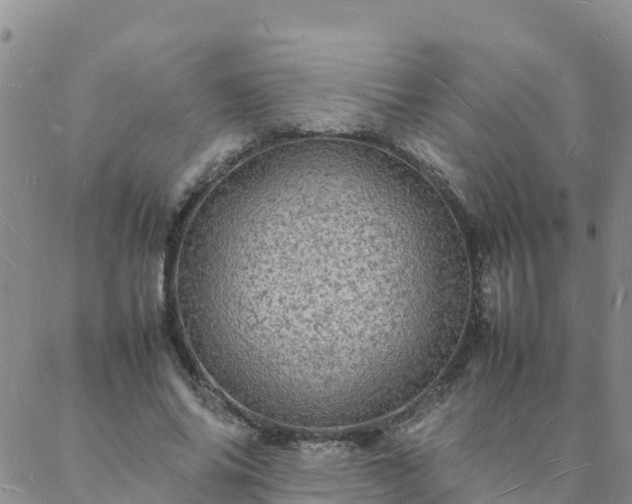 X0000088030686200705182026