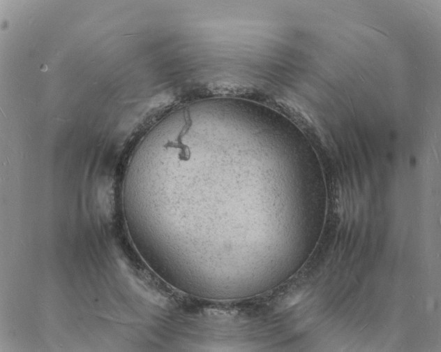 X0000088030690200705182026