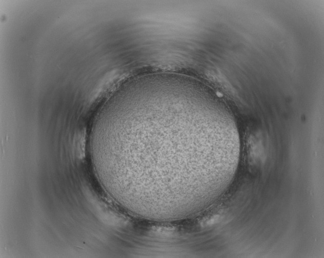 X0000088030694200705182026