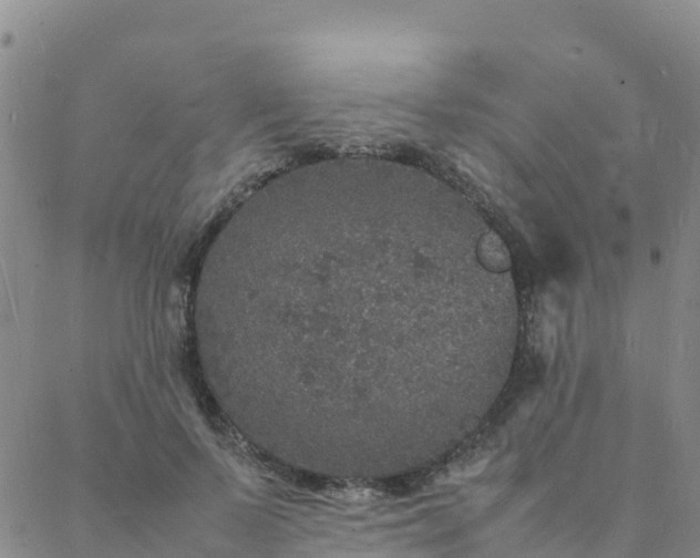 X0000088030695200705182026