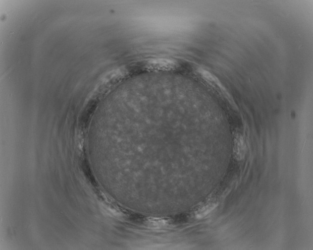 X0000088030701200705182026