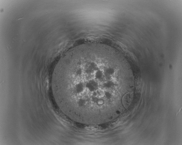 X0000088030703200705182025