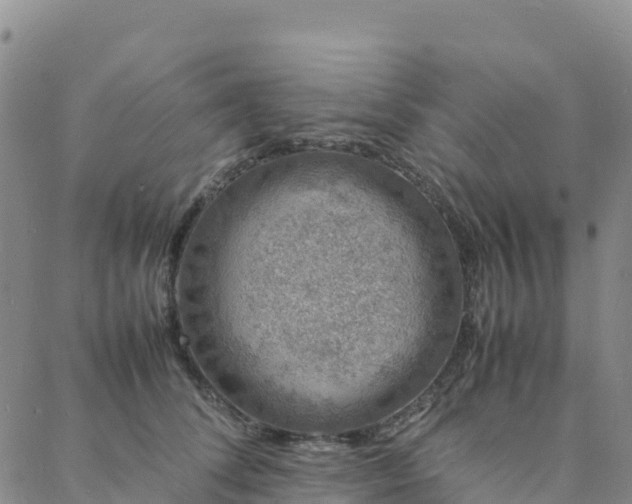 X0000088030708200705182025