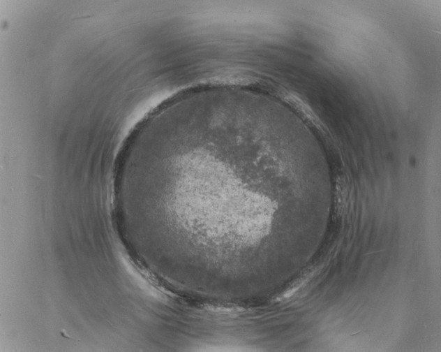 X0000088030726200705182025