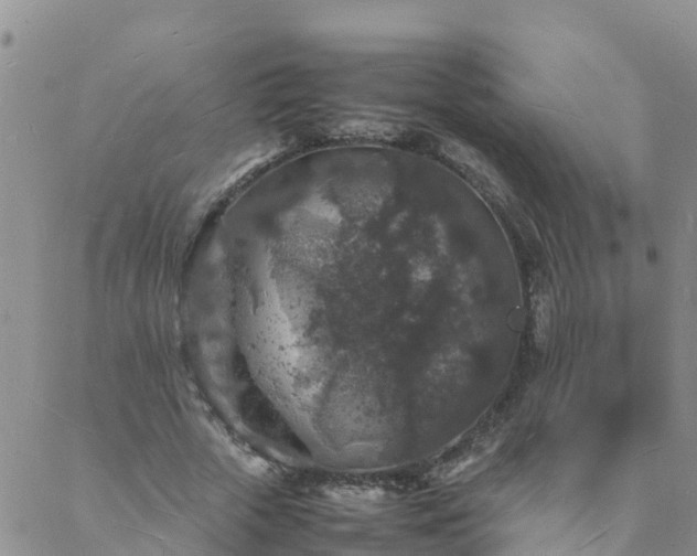 X0000088030729200705182025