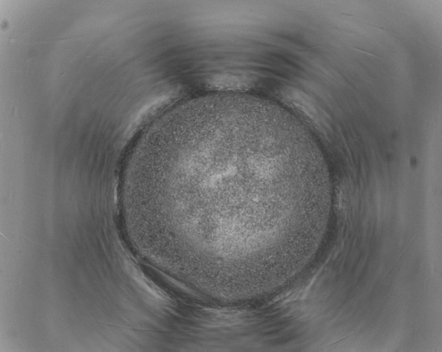 X0000088030733200705182025