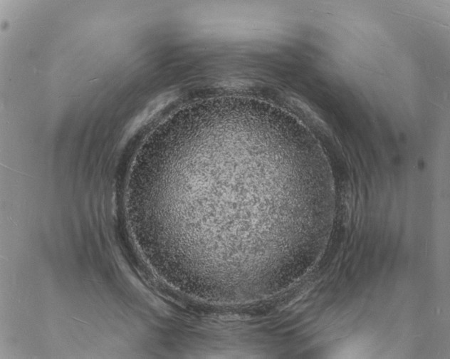 X0000088030734200705182025