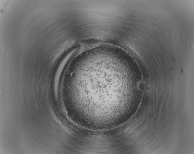 X0000088030738200705182025