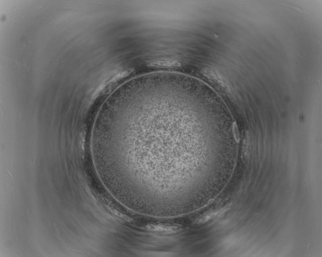 X0000088030739200705182025