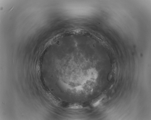 X0000088030754200705182025