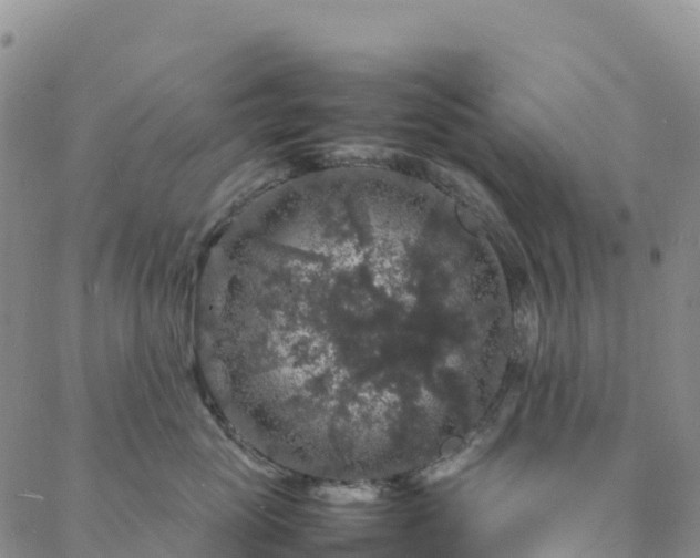 X0000088030765200705182025