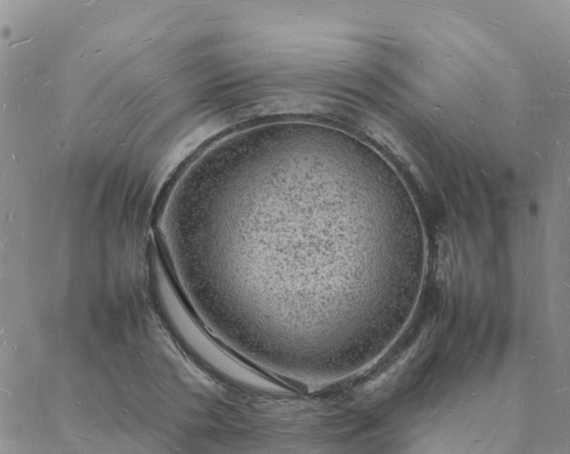 X0000088030786200705182024