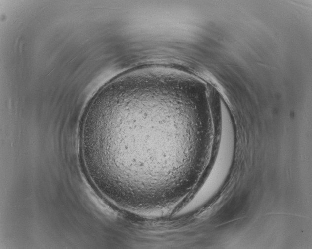 X0000088030795200705182024