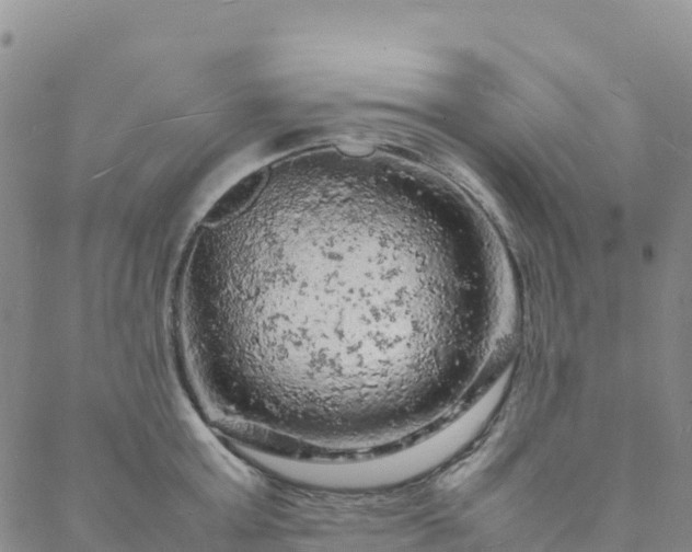 X0000088030803200705182024