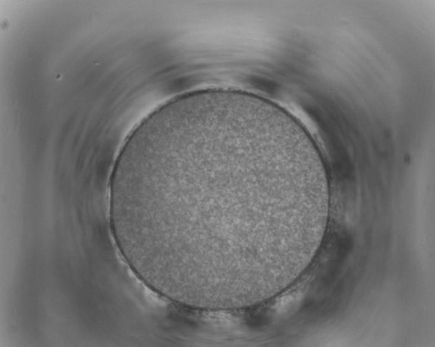 X0000088030807200705182024