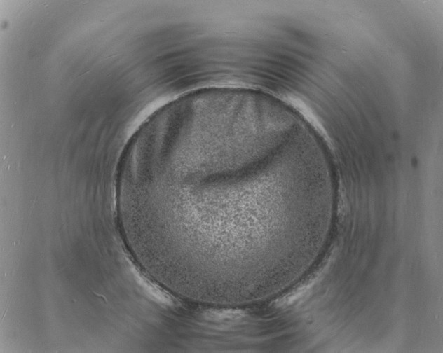 X0000088030837200705182023