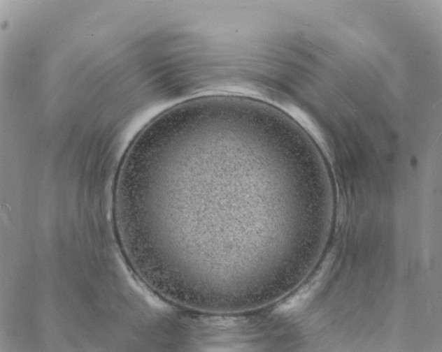 X0000088030862200705182024