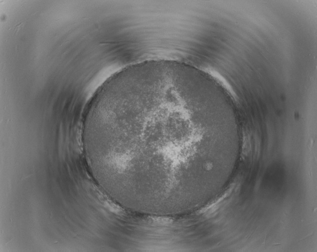 X0000088030878200705182023