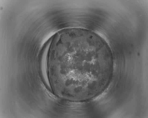 X0000088030925200705182022