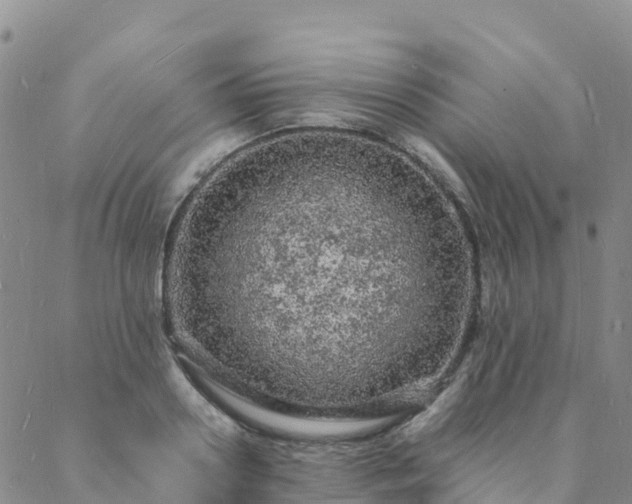 X0000088030938200705182022