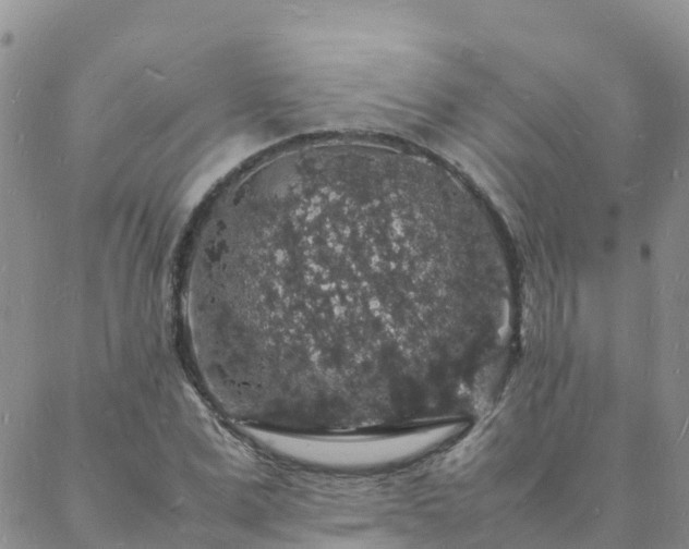 X0000088030975200705182021