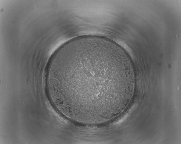 X0000088030983200705182021